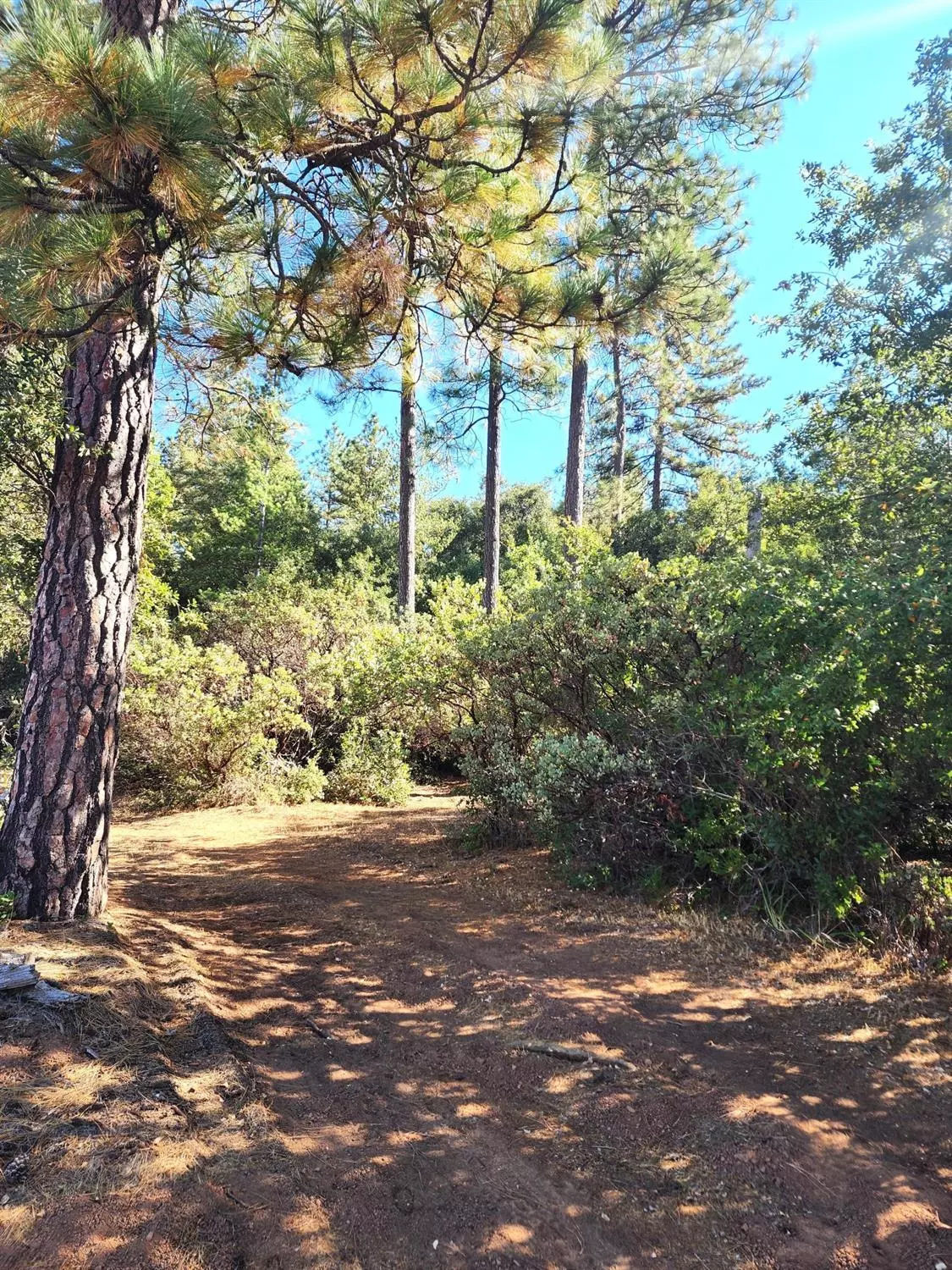 Pine Grove, CA 95665,10550 Tabeaud RD