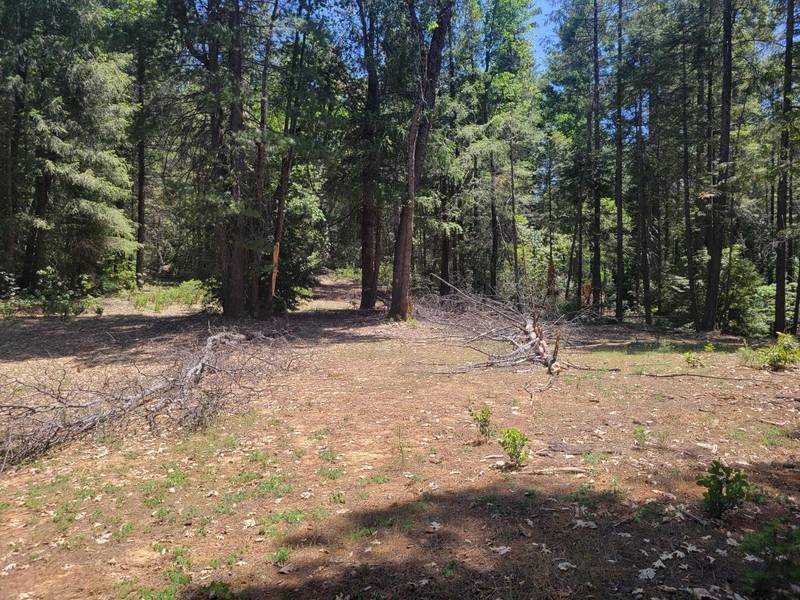 Acres Ringtail, Georgetown, CA 95634