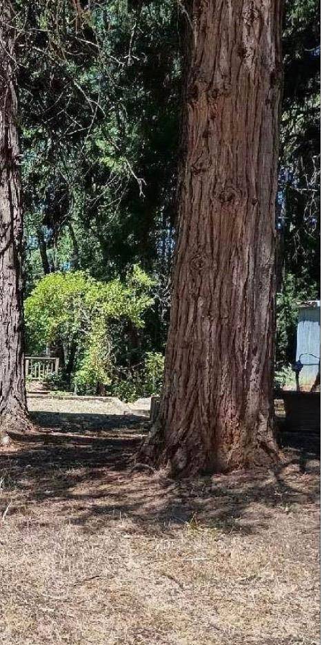 Forbestown, CA 95941,19033 New York Flat RD