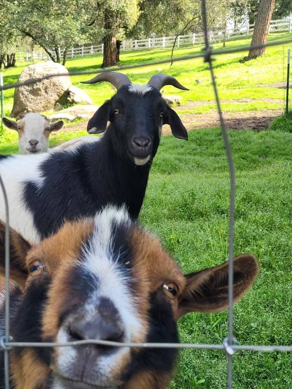 Placerville, CA 95667,3091 Sand Ridge RD