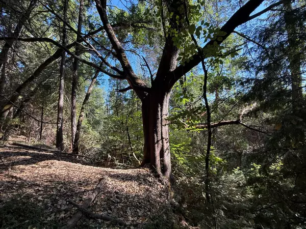 0 Lake City Rd, Nevada City, CA 95959