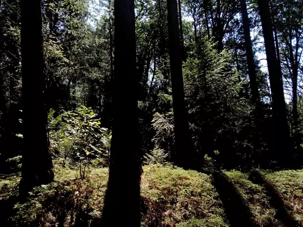 Iowa Hill, CA 95713,0 2 just road