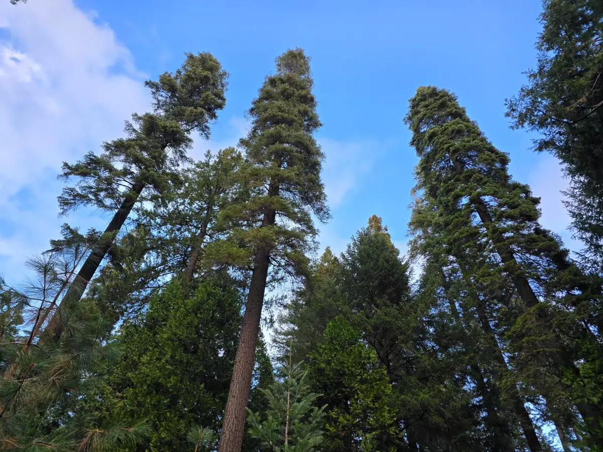 Pollock Pines, CA 95726,0 Blair RD