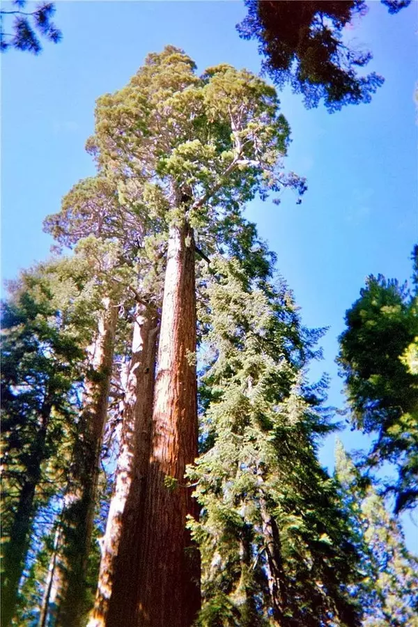 Springville, CA 93265,54569 Manzanita DR