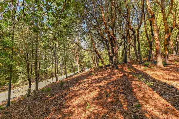 Pioneer, CA 95666,26909 Antelope DR