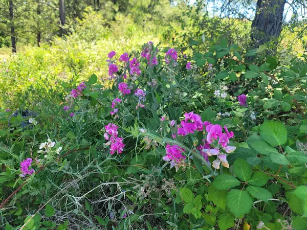 Grass Valley, CA 95945,0 Whispering Pines