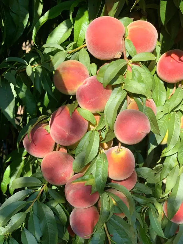 0 S Cressy Way, Livingston, CA 95334