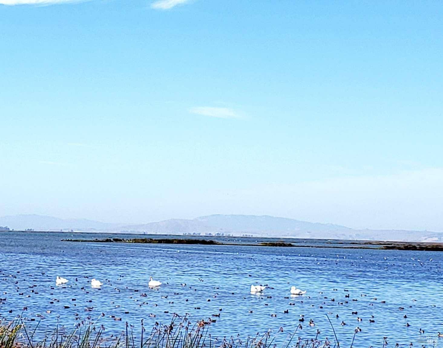 American Canyon, CA 94503,528 Wetlands Edge RD