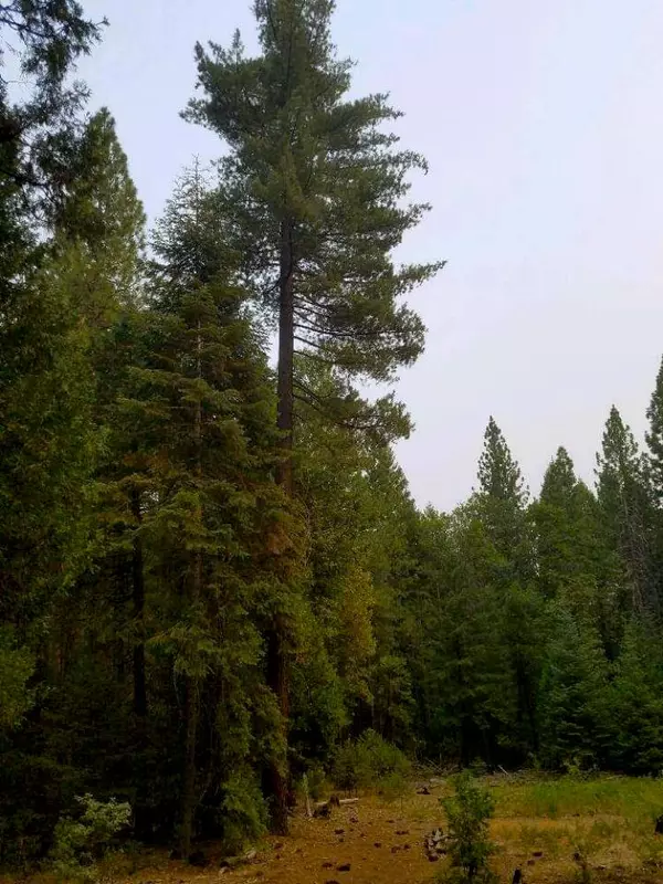 Oak Run, CA 96096,0 SMITH LOGGING RD