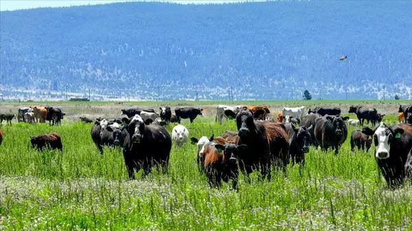 Bieber, CA 96009,0000 Punkin Center Road