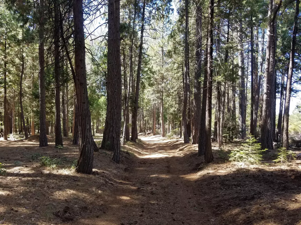Shingletown, CA 96088,LOT 1 Eckert LN