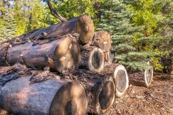 Shingletown, CA 96088,Montgomery RD