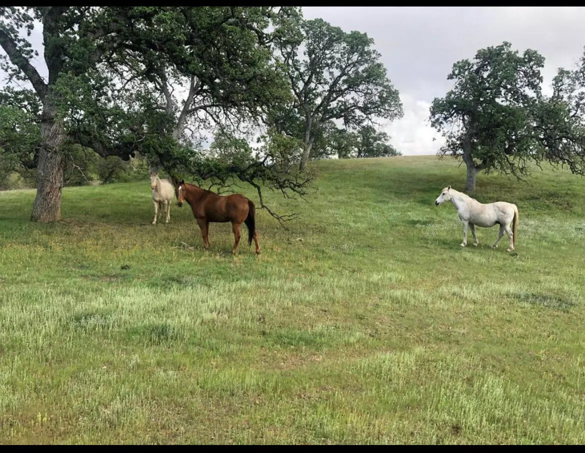 Igo, CA 96047,Fiddlers RD