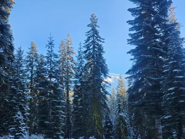 Mount Shasta, CA 96067,Everitt Memorial HWY