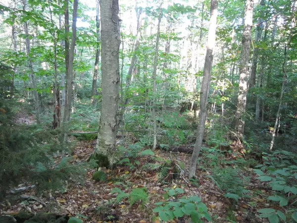 Big Moose, NY 13331,0 Twitchell RD