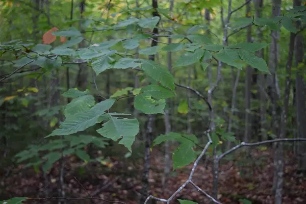 Old Forge, NY 13420,196 Gull Rock Bay RD