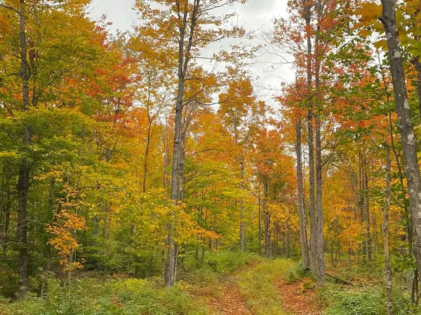 Vermontville, NY 12989,0 Thatcherville RD