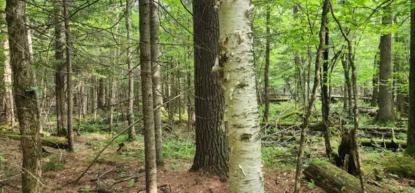 Jay, NY 12941,0 Tannenbaum/Spruce LN