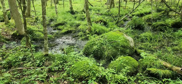 Jay, NY 12941,0 Tannenbaum/Spruce LN