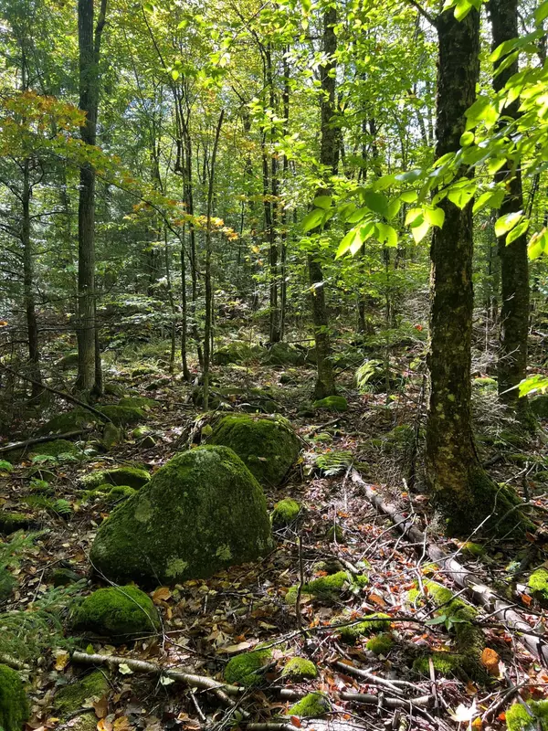 Brandon, NY 12966,0 Wiley RD