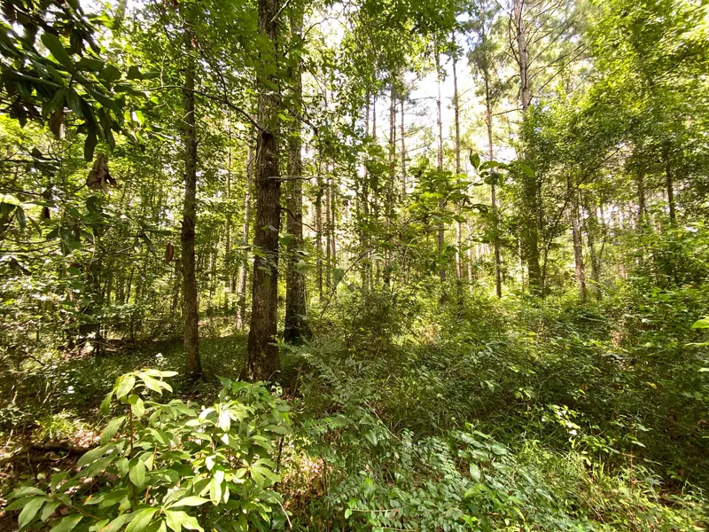 35.84 Acre Graves Key Rd., Bassfield, MS 39421