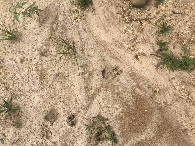 00 Skating Rink, Prentiss, MS 39474