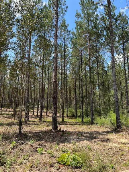 Parcel H Old River Rd., Moselle, MS 39459