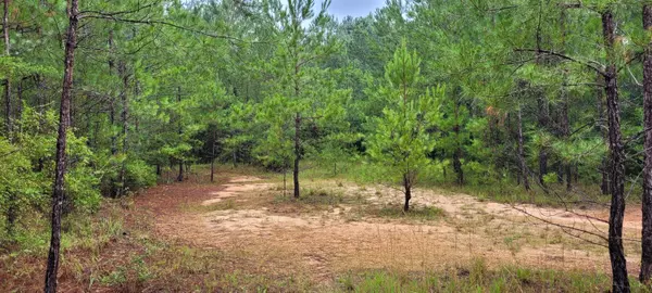 Lumberton, MS 39455,NHN Black Bear