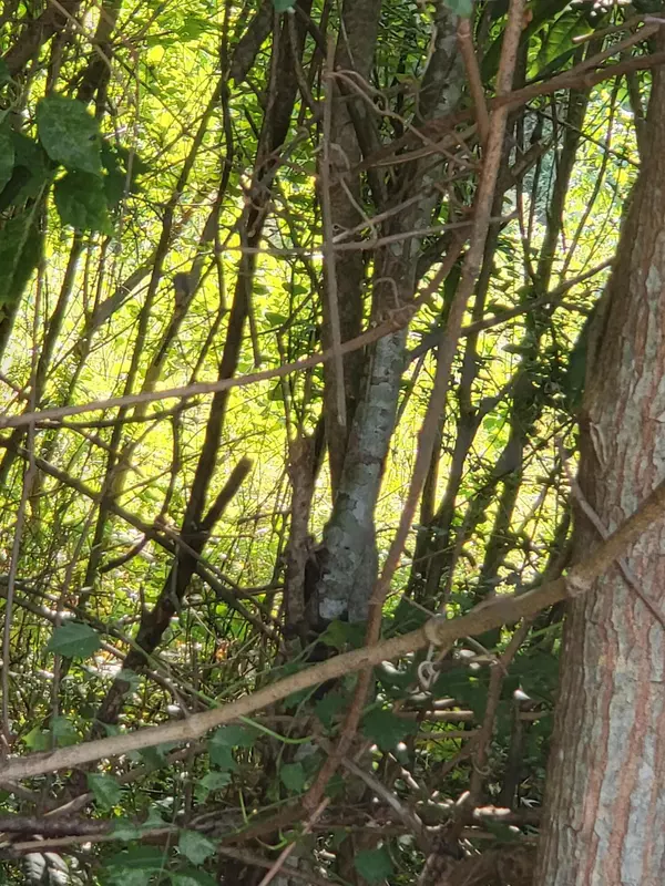 Petal, MS 39465,Lot  254 Petal Drive