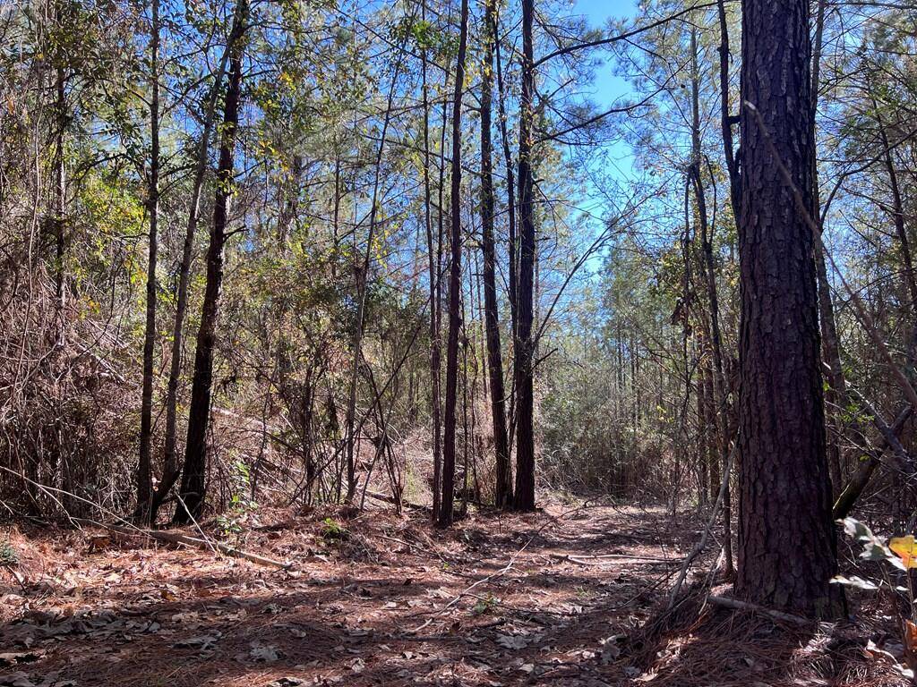 Poplarville, MS 39470,65 Nelson
