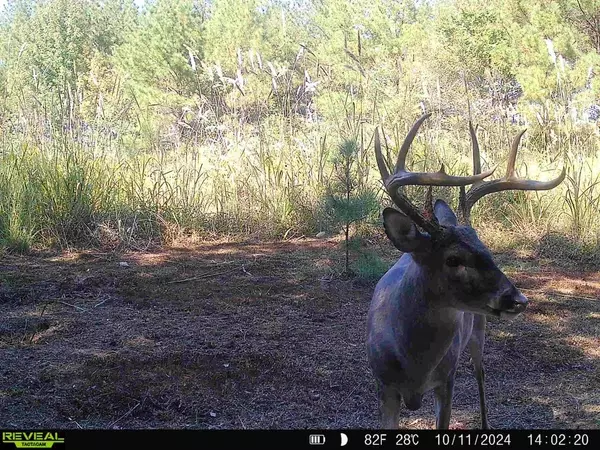 Prentiss, MS 39474,309 Miller Rd.