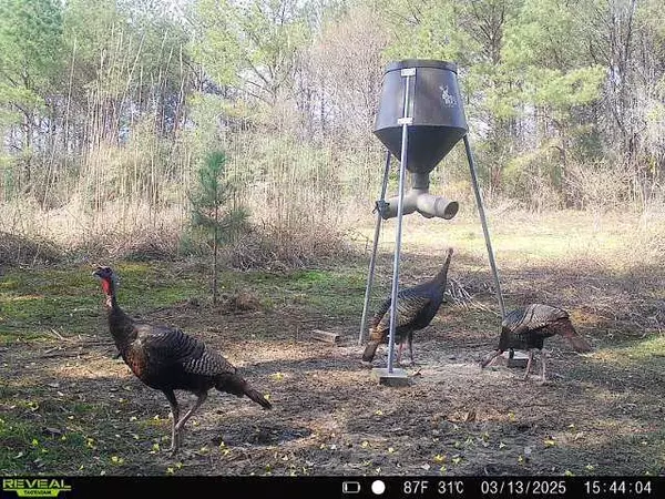 Prentiss, MS 39474,309 Miller Rd.