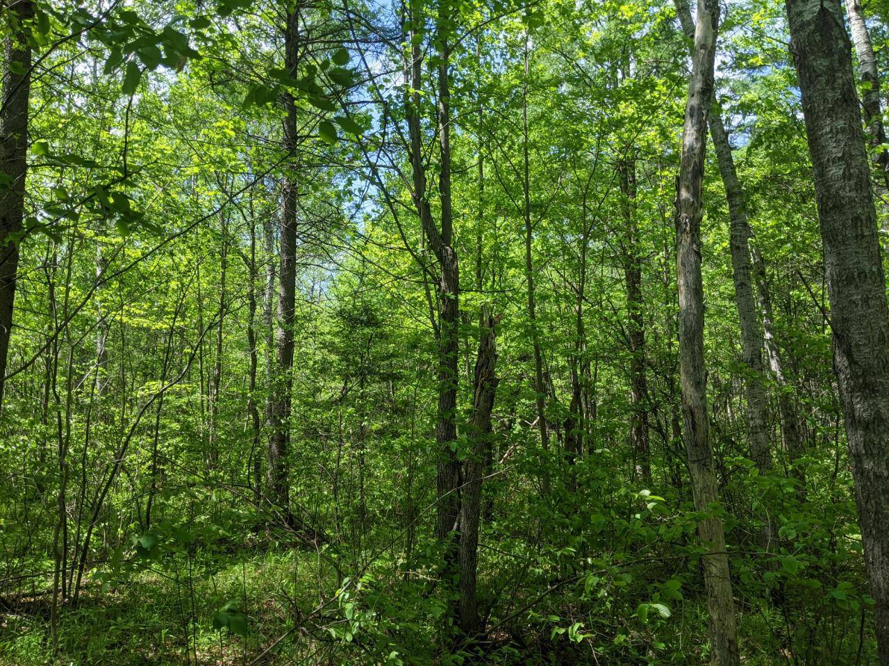 Phillips, WI 54555,20 acres CTH H