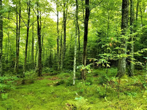 Mercer, WI 54547,Lots 2&3 TIMBERLINE RD
