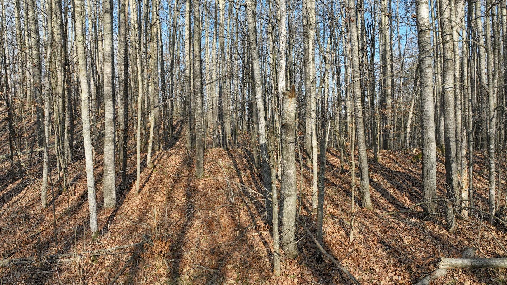 Weyerhaeuser, WI 54895,N2383 LOONS LANDING RD