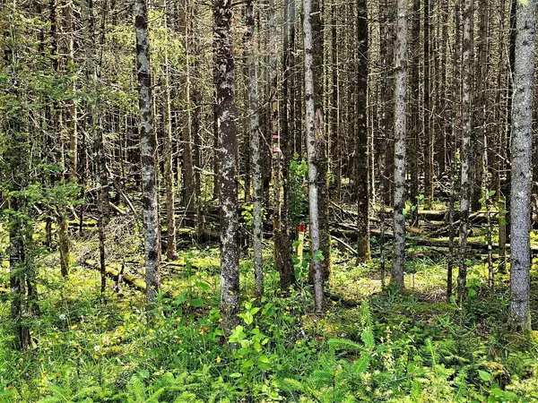 Mercer, WI 54547,Lot E HOMERS RD