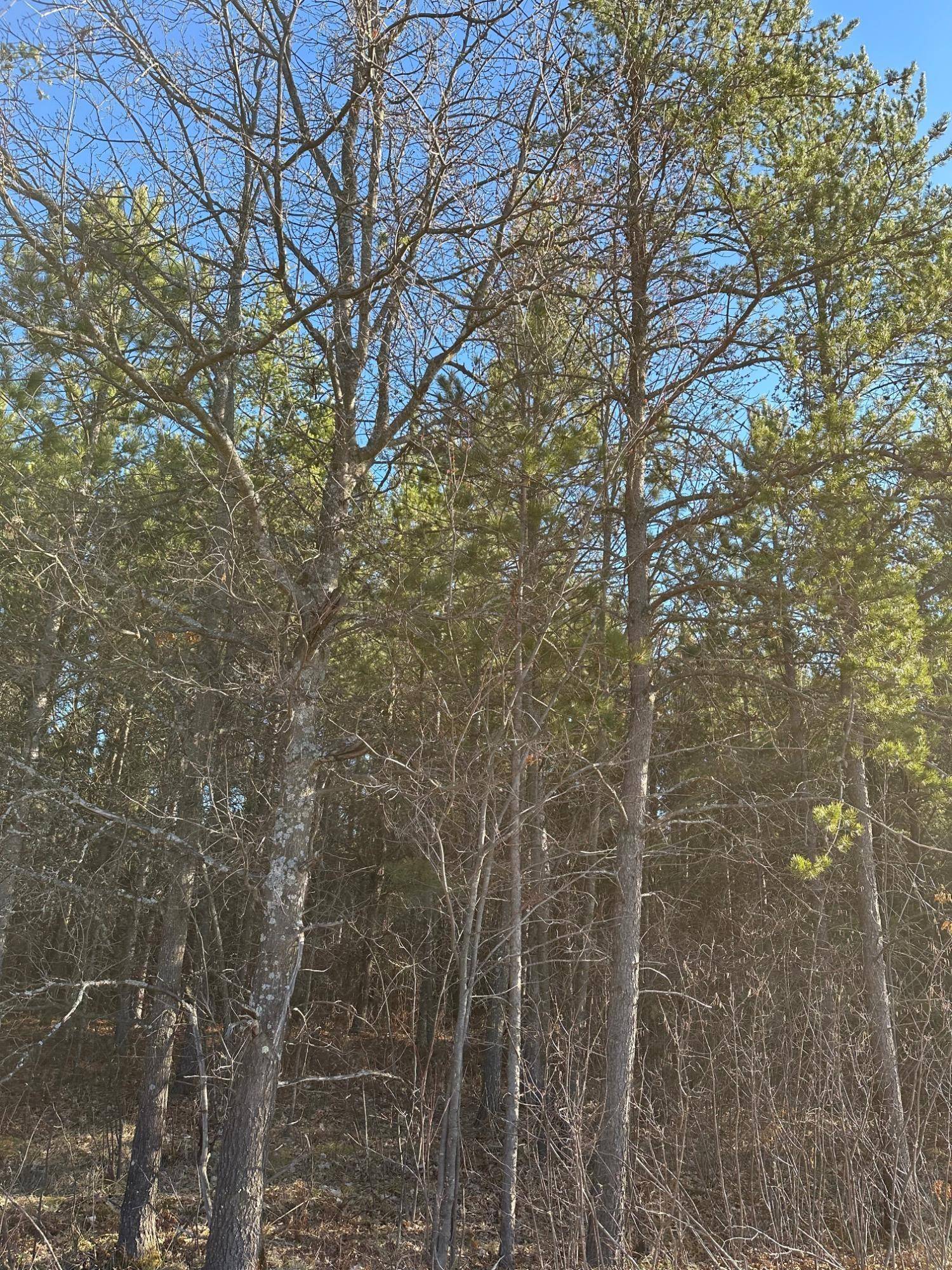 ON LOWER KAUBASHINE RD #4094-1, Minocqua, WI 54548