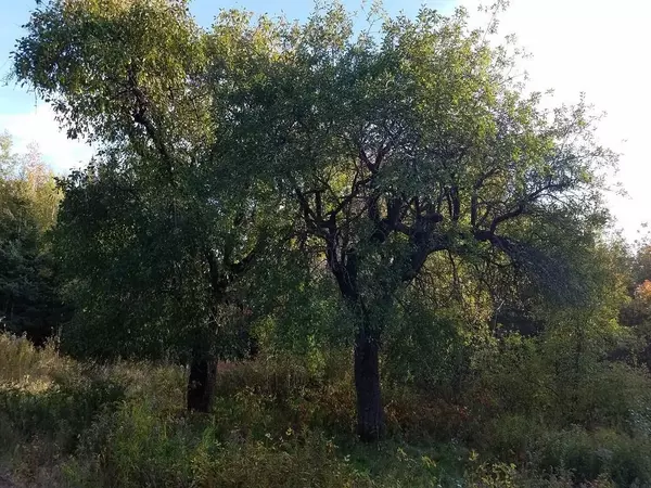 Mariaville, ME 04605,517 Tourtelotte Ridge RD