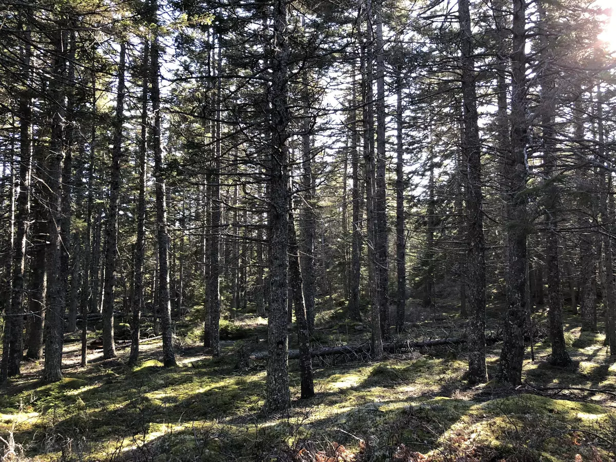 Swans Island, ME 04685,Lot 7 Forest Way