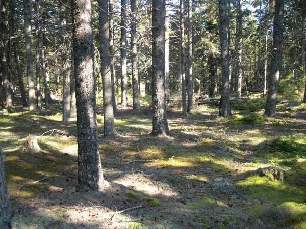 Swans Island, ME 04685,Lot 7 Forest Way