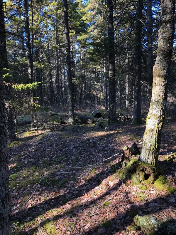 Swans Island, ME 04685,Lot 7 Forest Way