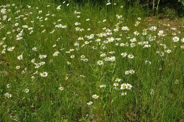 Mariaville, ME 04605,Lot 5-2 Jellison Meadow RD