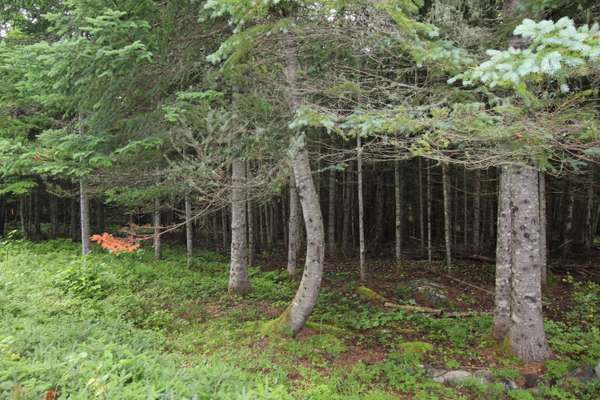 Rangeley, ME 04970,Lot 66-7 Deer Meadow