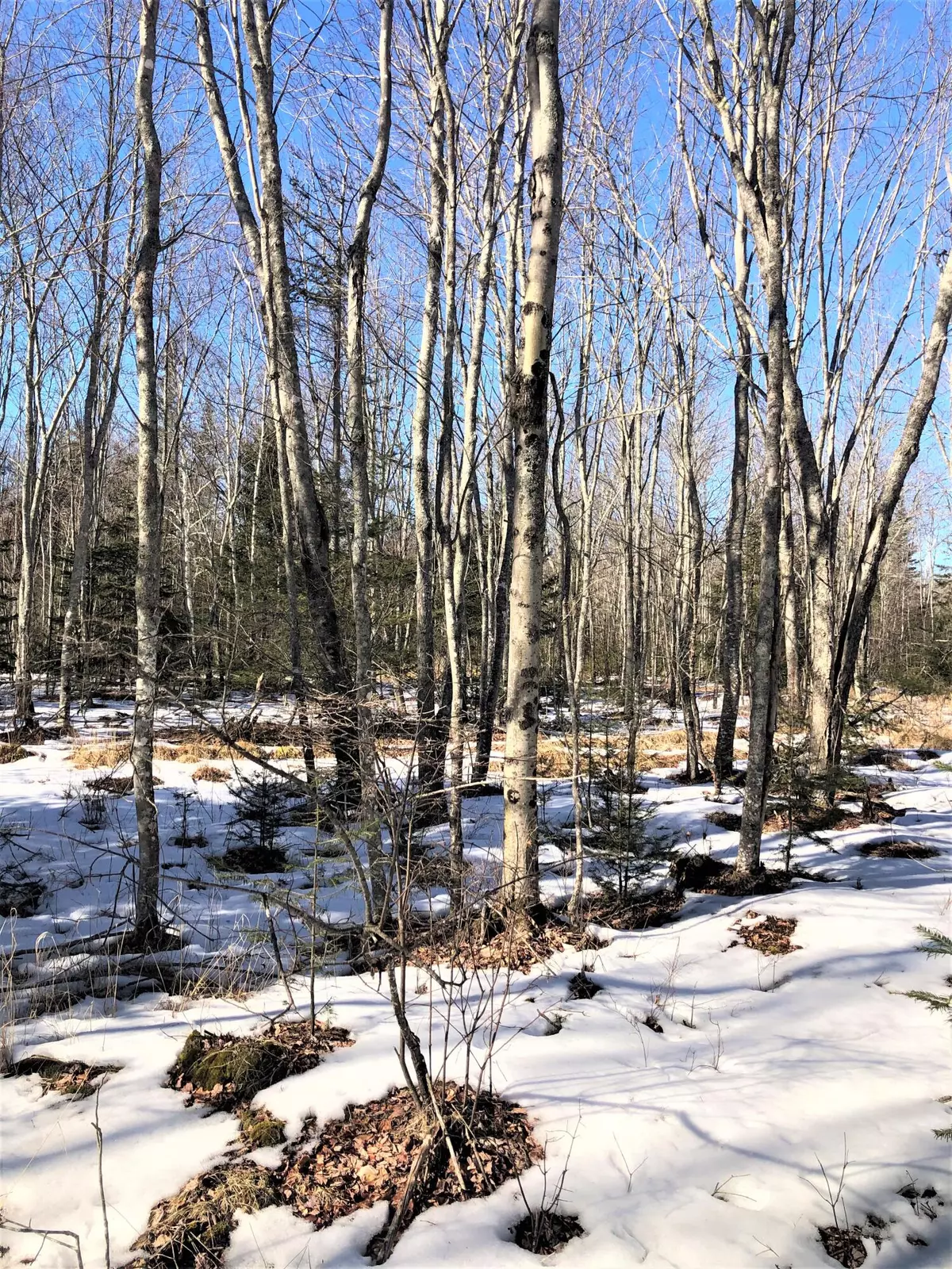 Roque Bluffs, ME 04654,Lot 48 Heath RD