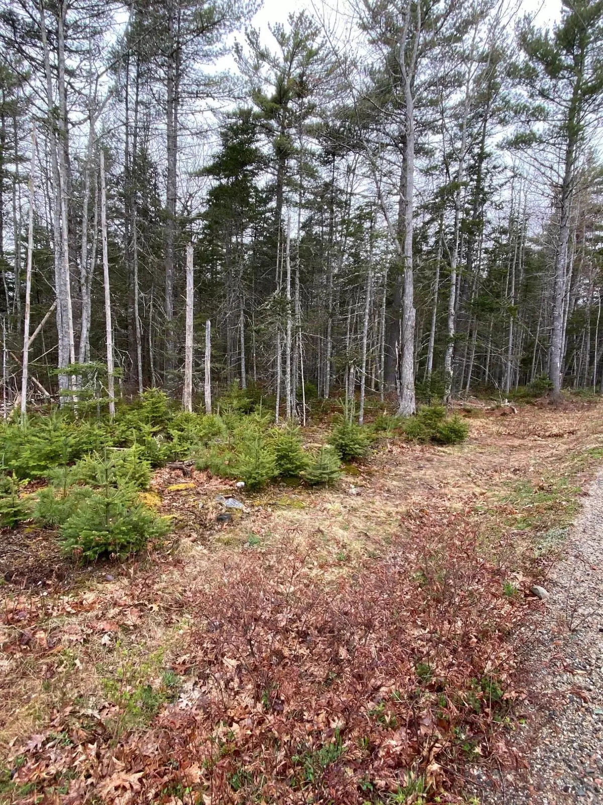 Bar Harbor, ME 04609,Lot 3 Bluff RD