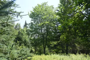 Deer Isle, ME 04627,00 Quaco RD