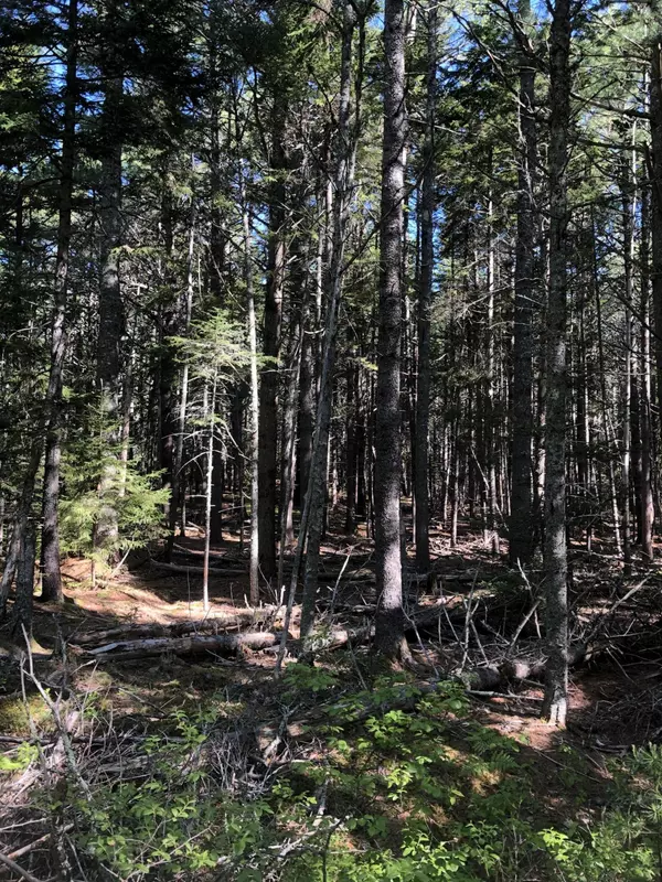 Bar Harbor, ME 04609,0 Black Dog RD