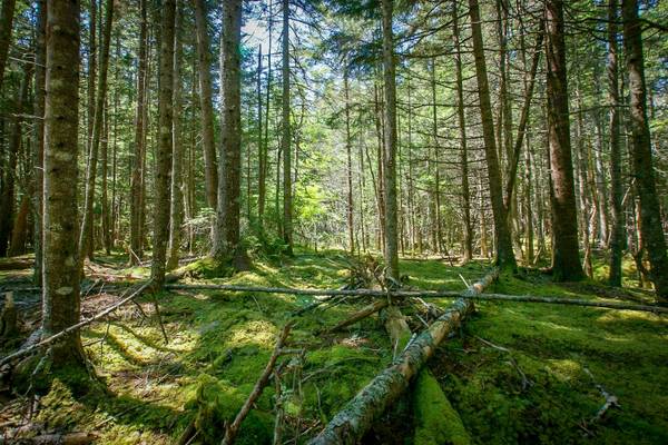 Lot 16 B Duck Cove RD, Roque Bluffs, ME 04654