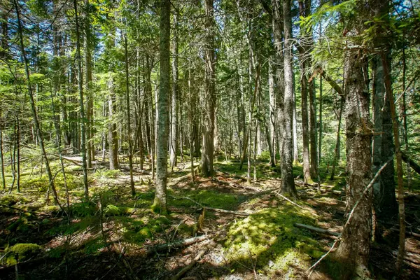 Roque Bluffs, ME 04654,Lot 16 B Duck Cove RD