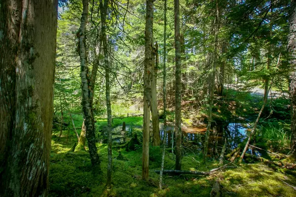 Roque Bluffs, ME 04654,Lot 16 B Duck Cove RD